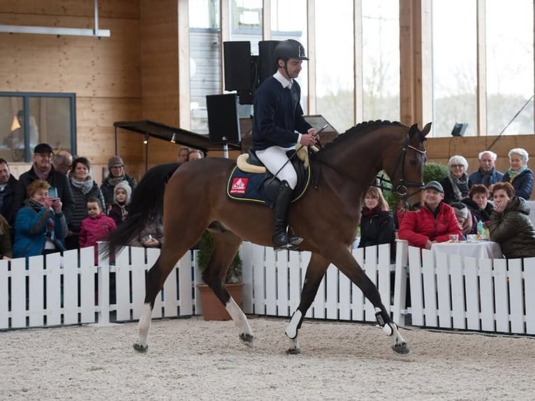 Cheval de sport allemand Étalon Bai in Pfarrkirchen