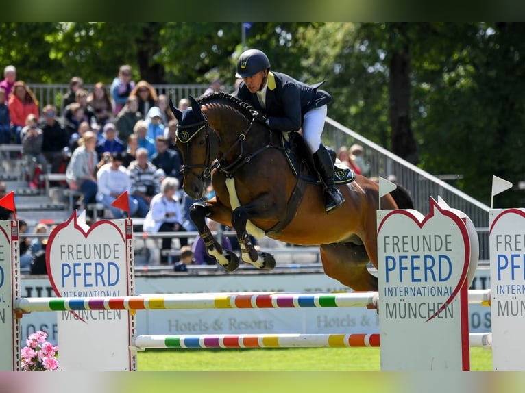 Cheval de sport allemand Étalon Bai in Pfarrkirchen