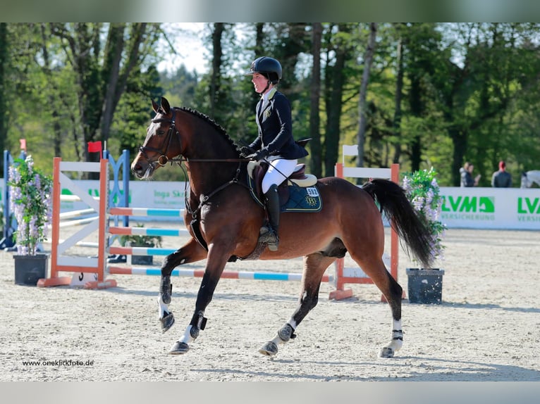 Cheval de sport allemand Étalon Bai in Pfarrkirchen