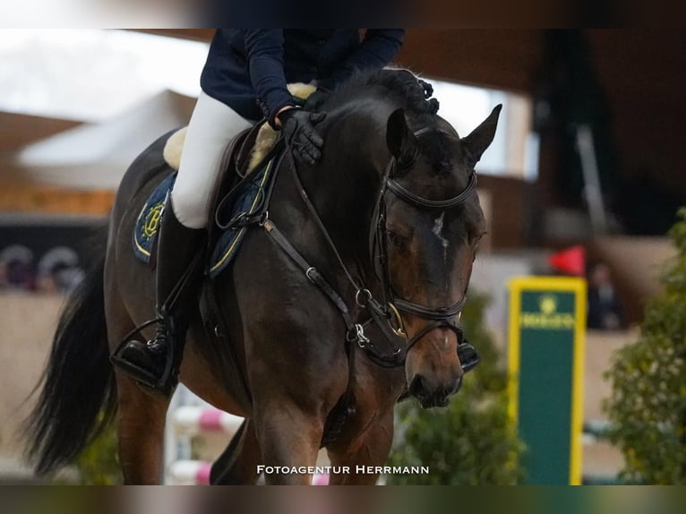 Cheval de sport allemand Étalon Bai in Pfarrkirchen