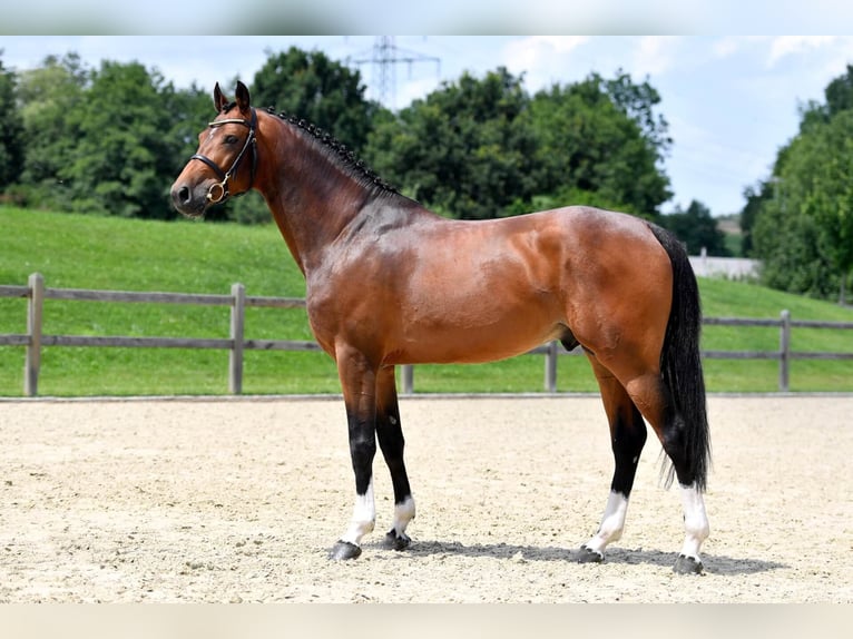 Cheval de sport allemand Étalon Bai in Pfarrkirchen