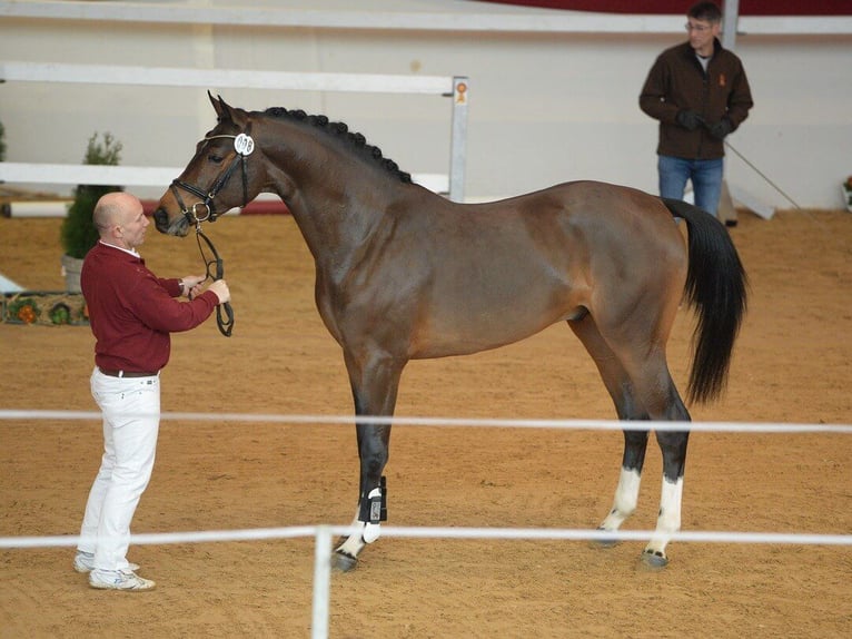 Cheval de sport allemand Étalon Bai in Pfarrkirchen