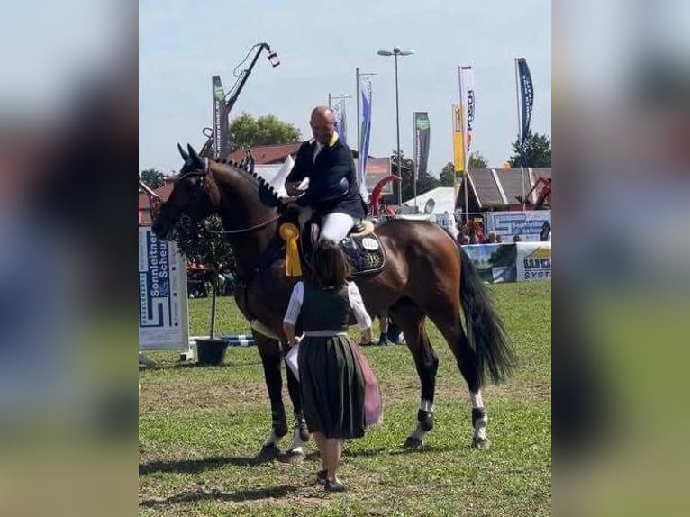 Cheval de sport allemand Étalon Bai in Pfarrkirchen