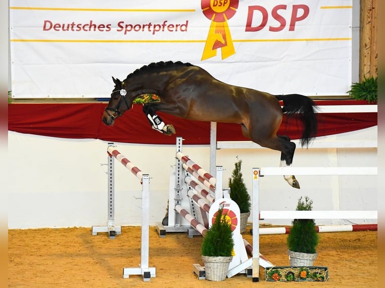 Cheval de sport allemand Étalon Bai in Pfarrkirchen