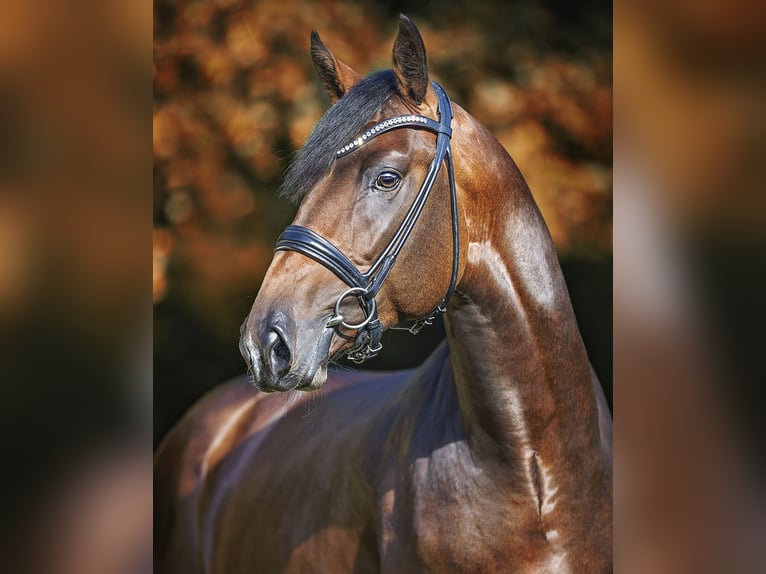 Cheval de sport allemand Étalon Bai in Werder