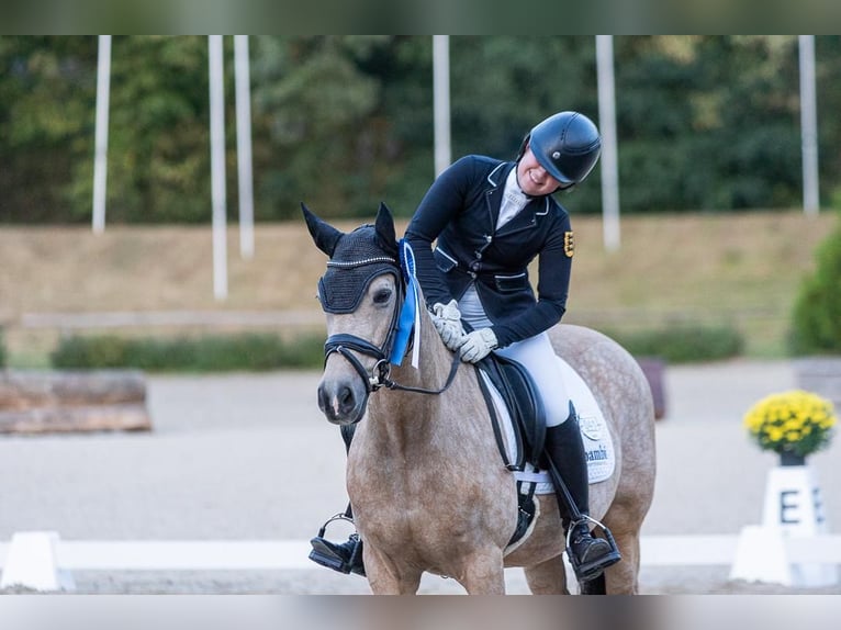 Cheval de sport allemand Étalon in Hülben