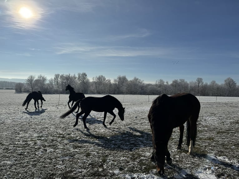 Cheval de sport allemand Étalon in Hülben