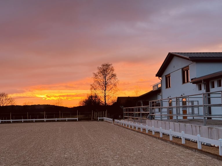 Cheval de sport allemand Étalon in Hülben