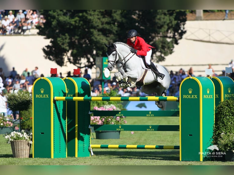 Cheval de sport allemand Étalon Gris in Pfarrkirchen