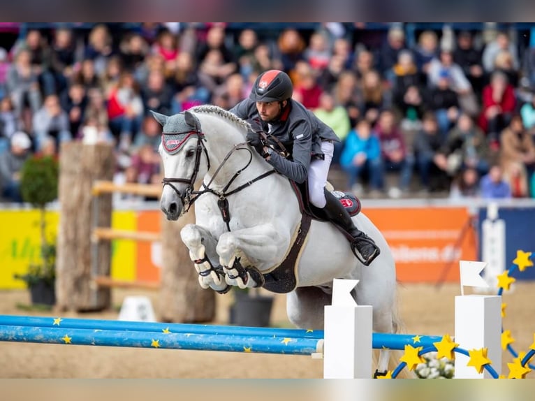 Cheval de sport allemand Étalon Gris in Pfarrkirchen