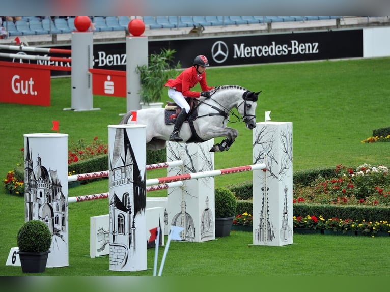 Cheval de sport allemand Étalon Gris in Pfarrkirchen