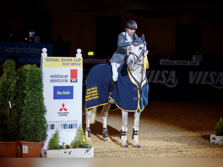 Cheval de sport allemand Étalon Gris in Pfarrkirchen