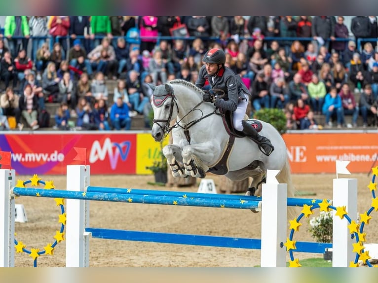 Cheval de sport allemand Étalon Gris in Pfarrkirchen