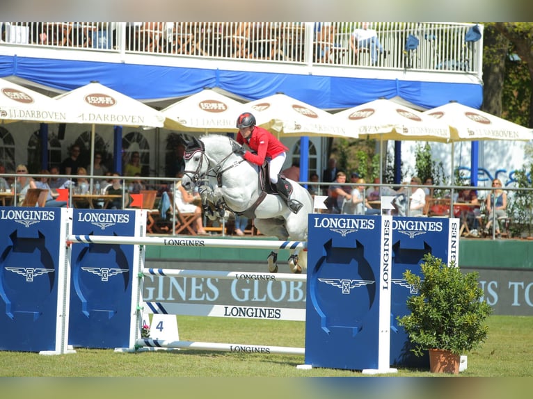 Cheval de sport allemand Étalon Gris in Pfarrkirchen