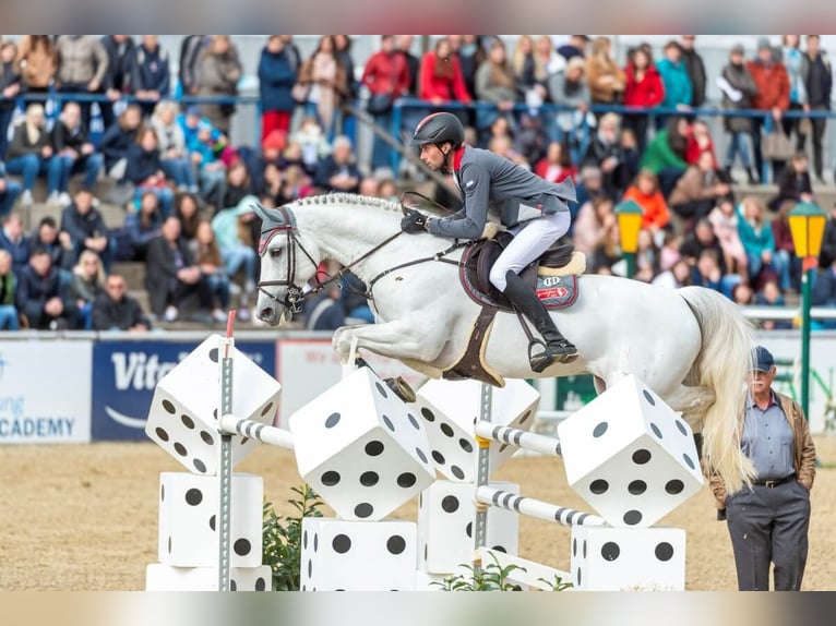 Cheval de sport allemand Étalon Gris in Pfarrkirchen