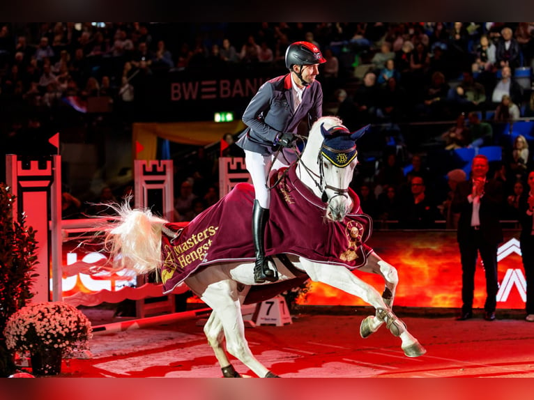 Cheval de sport allemand Étalon Gris in Pfarrkirchen