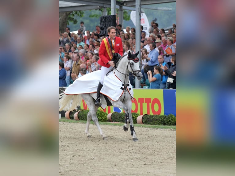 Cheval de sport allemand Étalon Gris in Pfarrkirchen