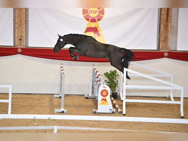 Cheval de sport allemand Étalon Noir in Pfarrkirchen