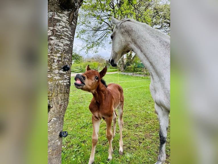 Cheval de sport allemand Étalon  110 cm Bai in Erkenbrechtsweiler