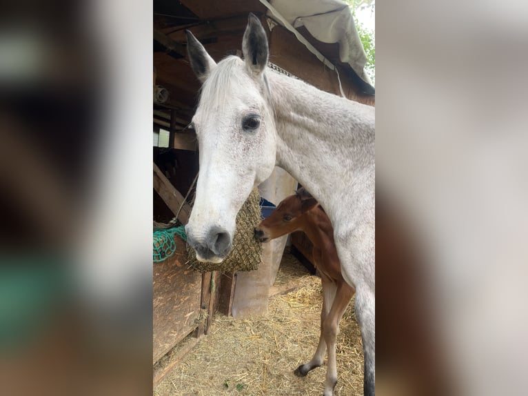 Cheval de sport allemand Étalon  110 cm Bai in Erkenbrechtsweiler