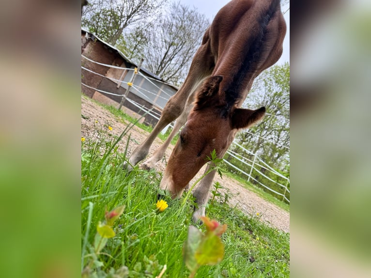 Cheval de sport allemand Étalon  110 cm Bai in Erkenbrechtsweiler