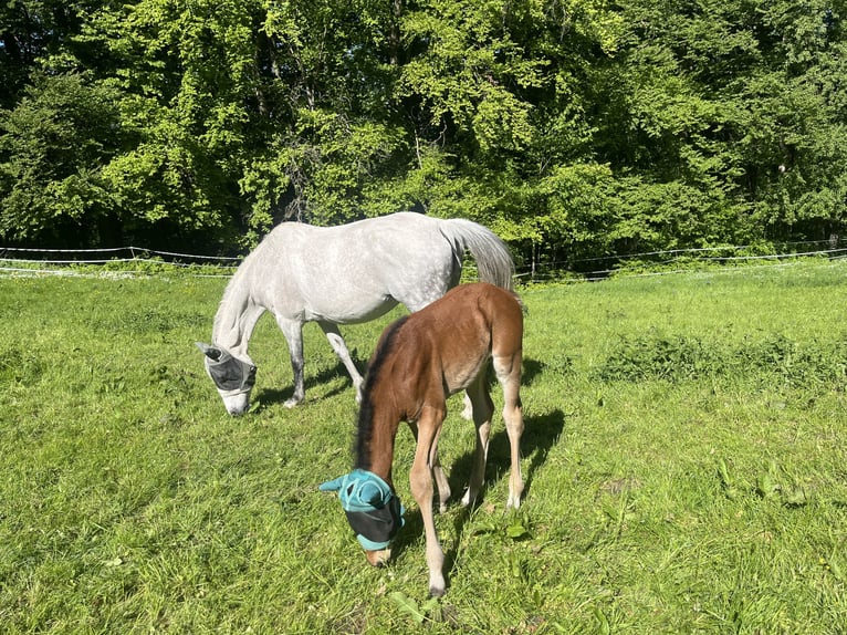 Cheval de sport allemand Étalon  110 cm Bai in Erkenbrechtsweiler