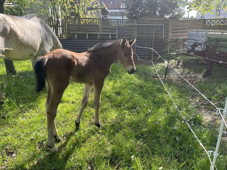 Cheval de sport allemand Étalon  110 cm Bai in Erkenbrechtsweiler