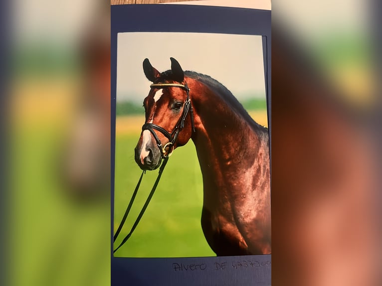 Cheval de sport allemand Étalon  110 cm Bai in Erkenbrechtsweiler