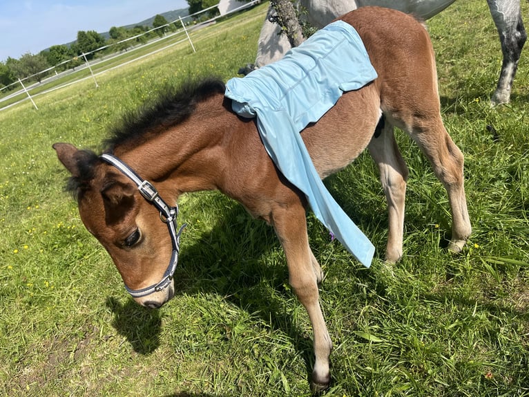 Cheval de sport allemand Étalon  110 cm Bai in Erkenbrechtsweiler