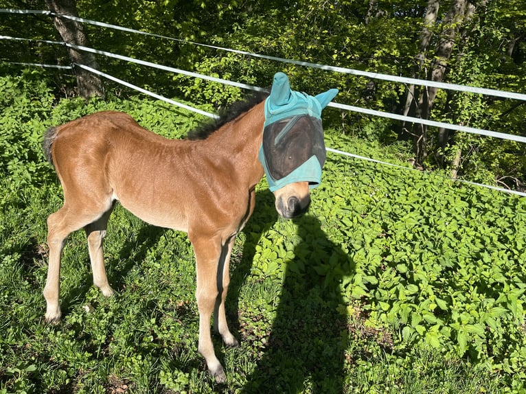 Cheval de sport allemand Étalon  110 cm Bai in Erkenbrechtsweiler