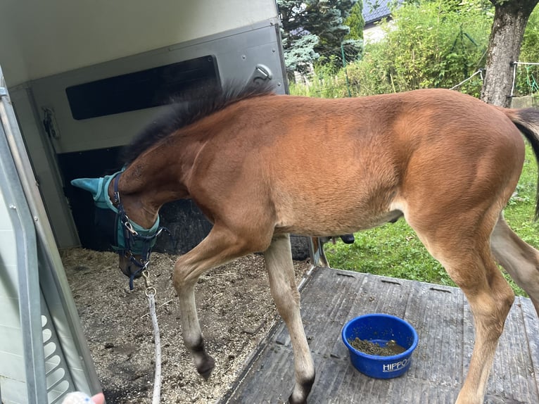 Cheval de sport allemand Étalon  125 cm Bai in Erkenbrechtsweiler