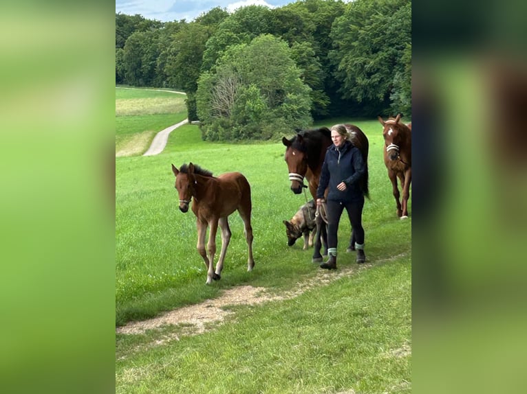 Cheval de sport allemand Étalon  125 cm Bai in Erkenbrechtsweiler