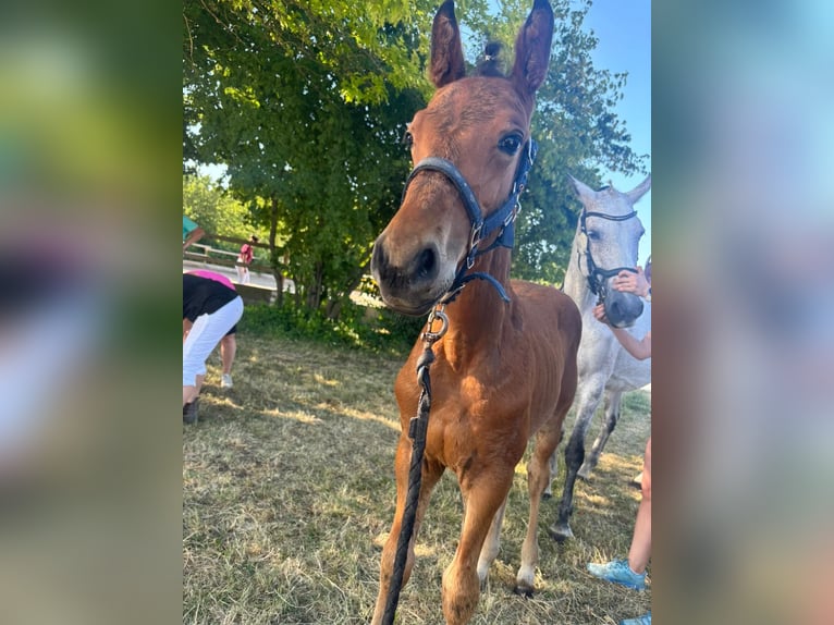 Cheval de sport allemand Étalon  125 cm Bai in Erkenbrechtsweiler
