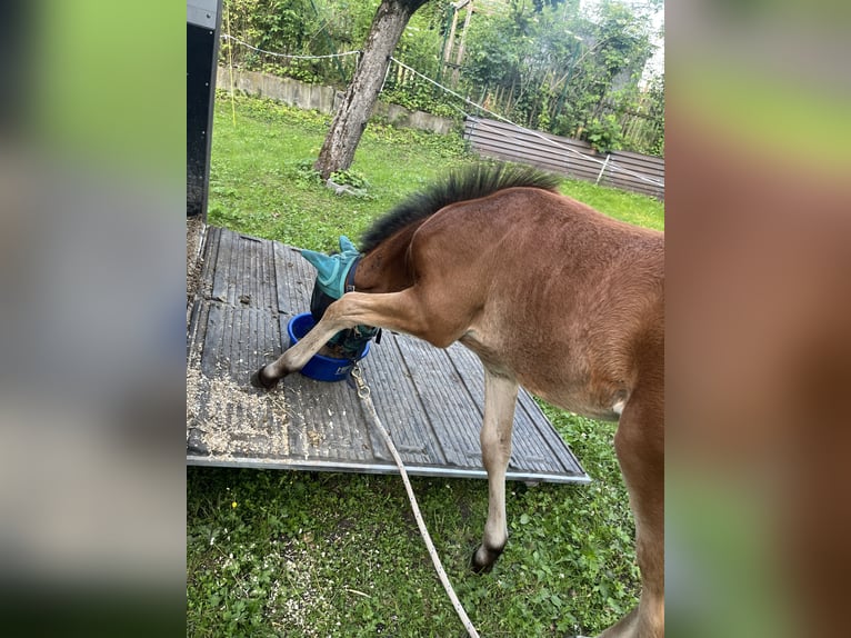 Cheval de sport allemand Étalon  125 cm Bai in Erkenbrechtsweiler