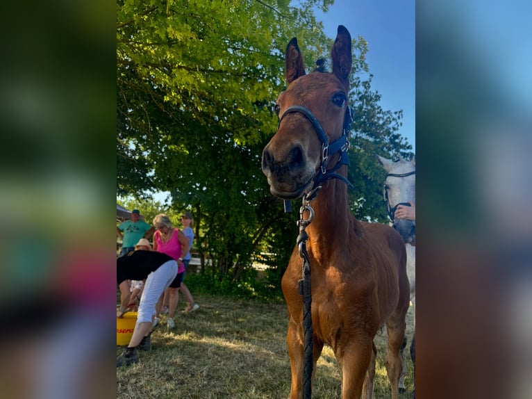 Cheval de sport allemand Étalon  125 cm Bai in Erkenbrechtsweiler