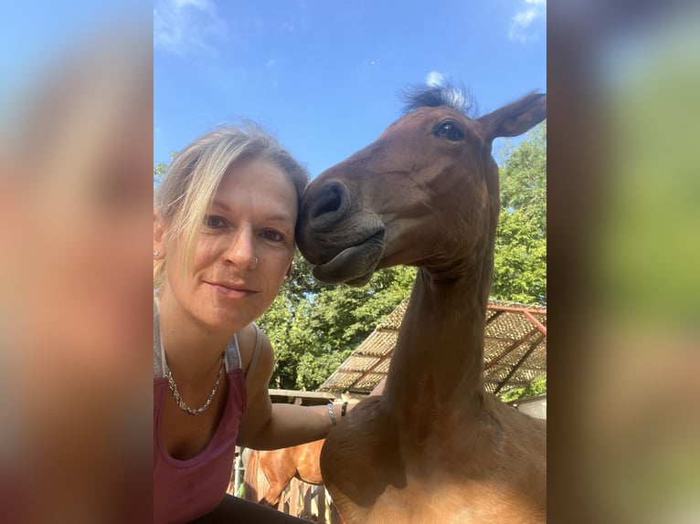 Cheval de sport allemand Étalon  125 cm Bai in Erkenbrechtsweiler