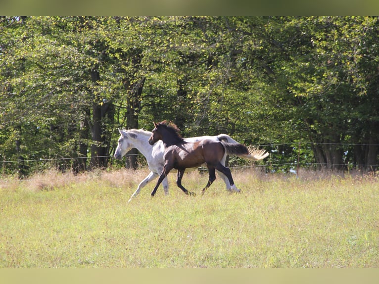 Cheval de sport allemand Étalon Poulain (04/2024) 135 cm Bai in Steinrode