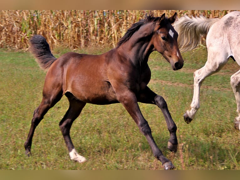 Cheval de sport allemand Étalon Poulain (04/2024) 135 cm Bai in Steinrode