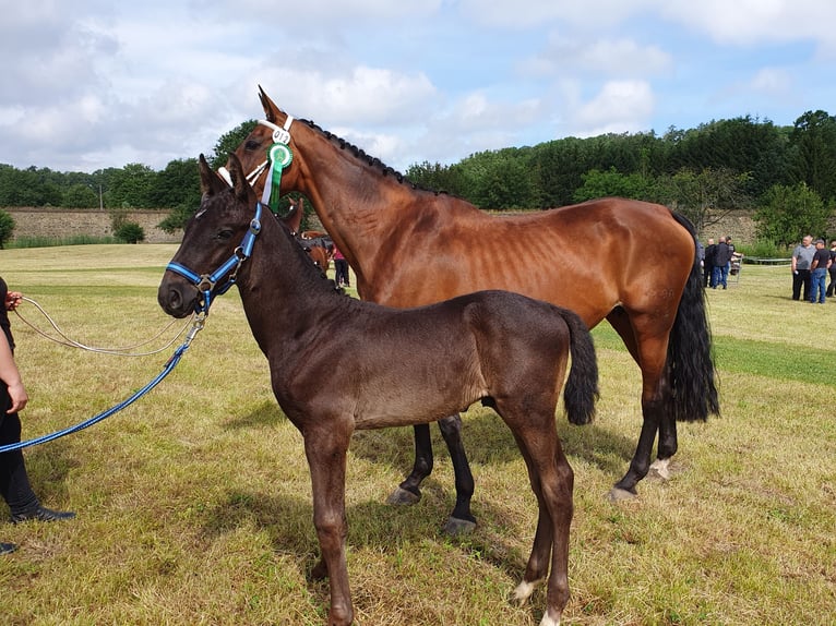 Cheval de sport allemand Étalon  140 cm Noir in Hainichen