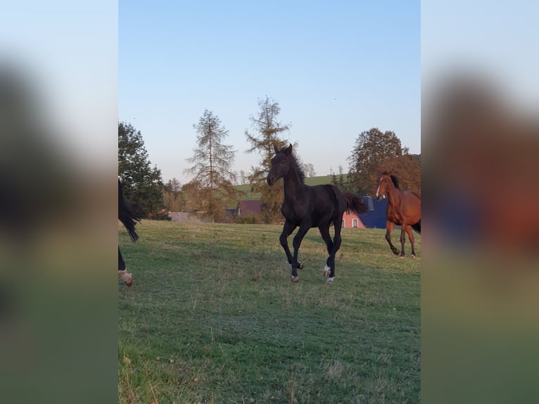 Cheval de sport allemand Étalon  140 cm Noir in Hainichen