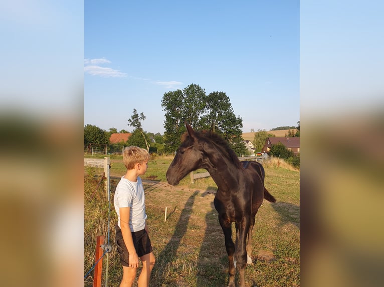 Cheval de sport allemand Étalon  140 cm Noir in Hainichen