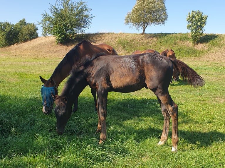 Cheval de sport allemand Étalon  140 cm Noir in Hainichen