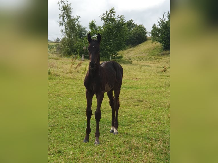 Cheval de sport allemand Étalon  140 cm Noir in Hainichen