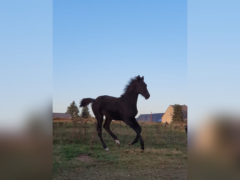 Cheval de sport allemand Étalon  140 cm Noir in Hainichen