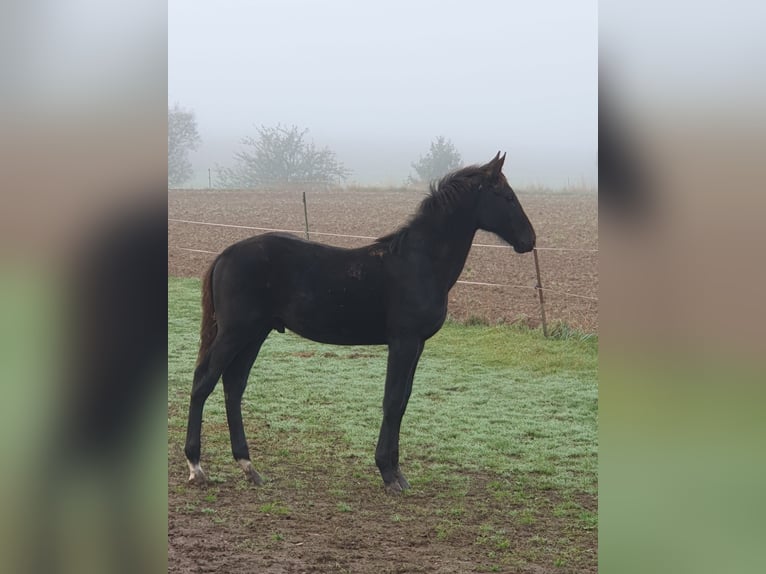 Cheval de sport allemand Étalon  140 cm Noir in Hainichen