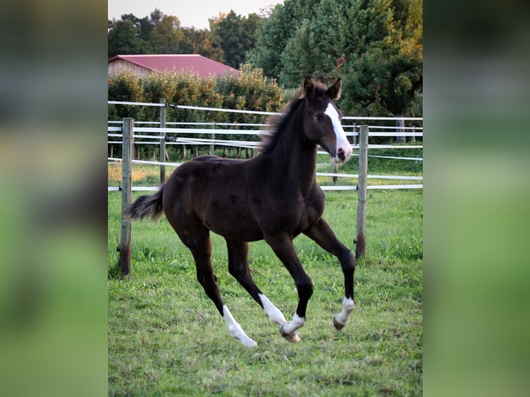 Cheval de sport allemand Étalon Poulain (06/2025) 143 cm Bai brun in Immenstaad am Bodensee
