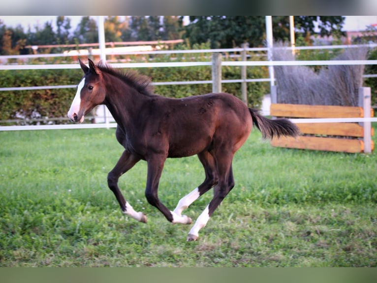 Cheval de sport allemand Étalon Poulain (06/2025) 143 cm Bai brun in Immenstaad am Bodensee