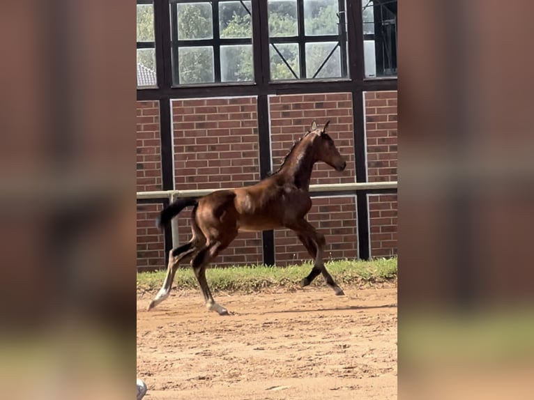 Cheval de sport allemand Étalon  165 cm Bai brun in Wittenberge