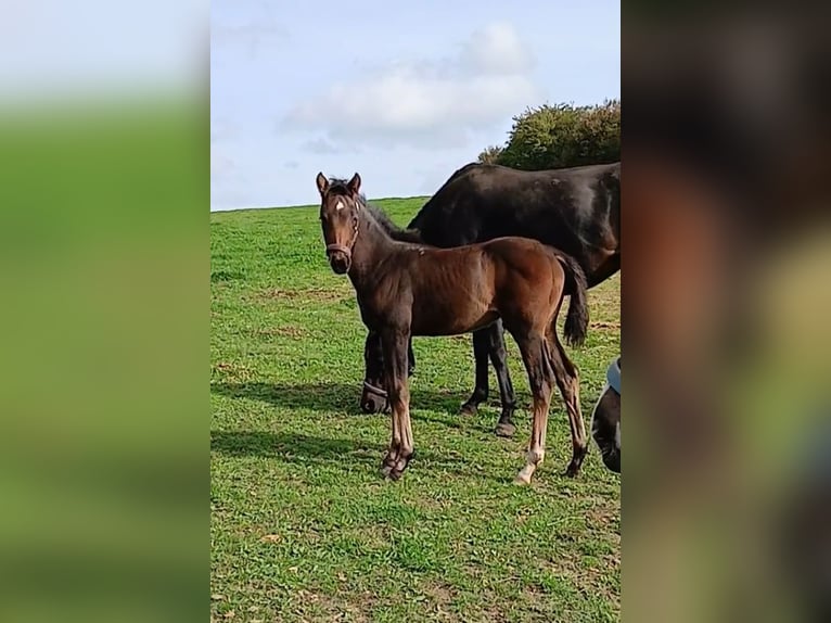 Cheval de sport allemand Étalon Poulain (07/2026) 165 cm Bai in Kröpelin