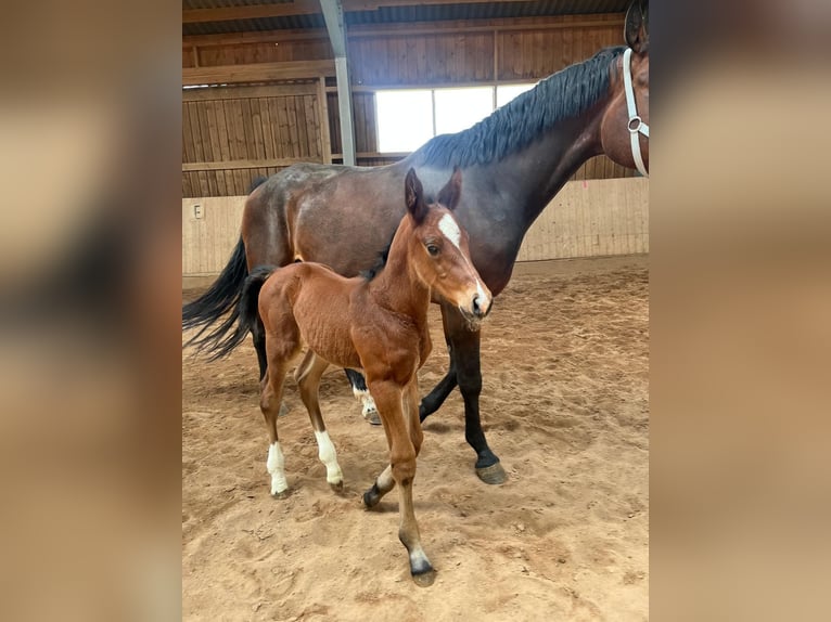 Cheval de sport allemand Étalon Poulain (05/2026) 167 cm Bai in Seybothenreuth